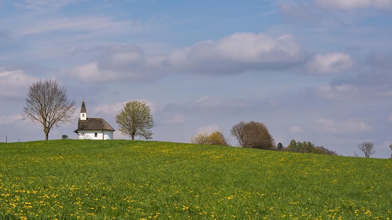 Fantasy Meadows