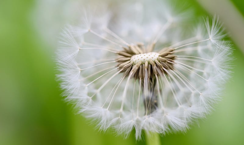 Sorcery Seeds