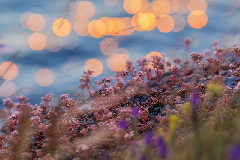 Sunrise Herbs